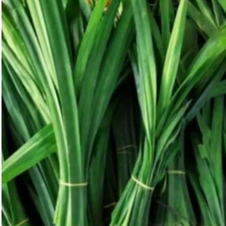 

Daun pandan Wangi super asli original bumbu masak