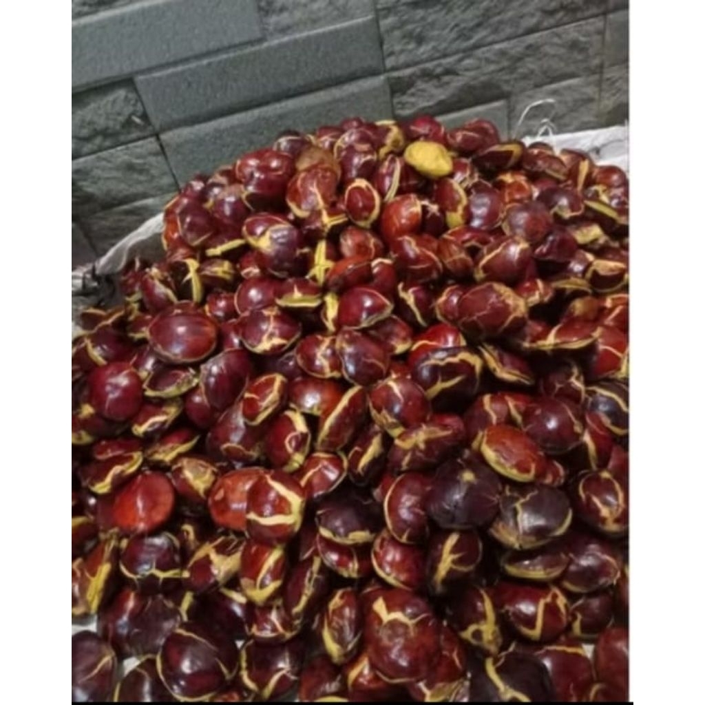 

jngkol tua 500 Grm termurah super segar