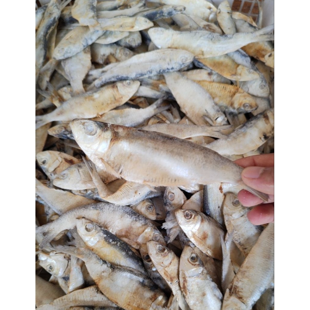 

Ikan Asin Sesek/Tembang Kering Murah / Ikan Asin Laut Enak