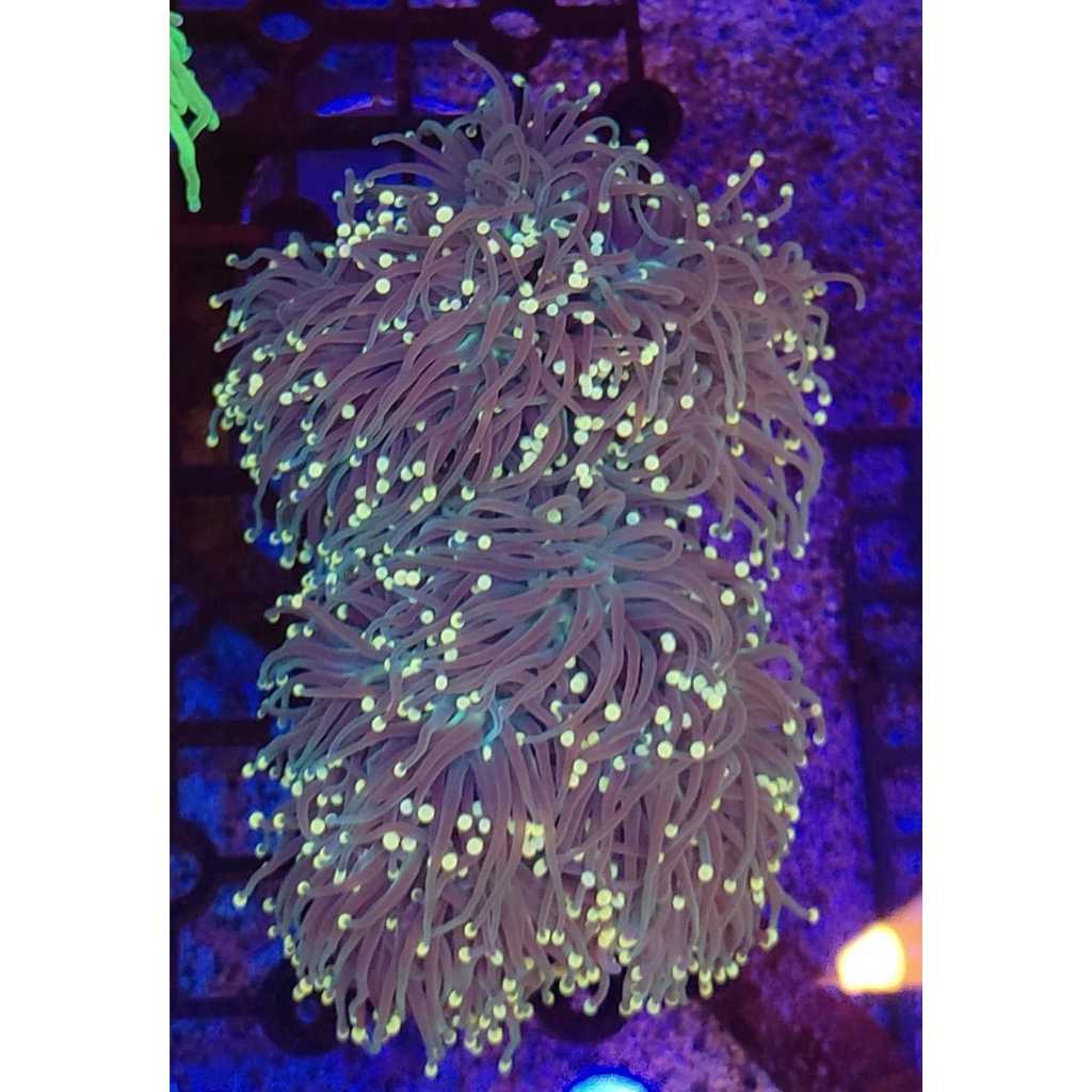 KARANG ANEMON TIP KUNING