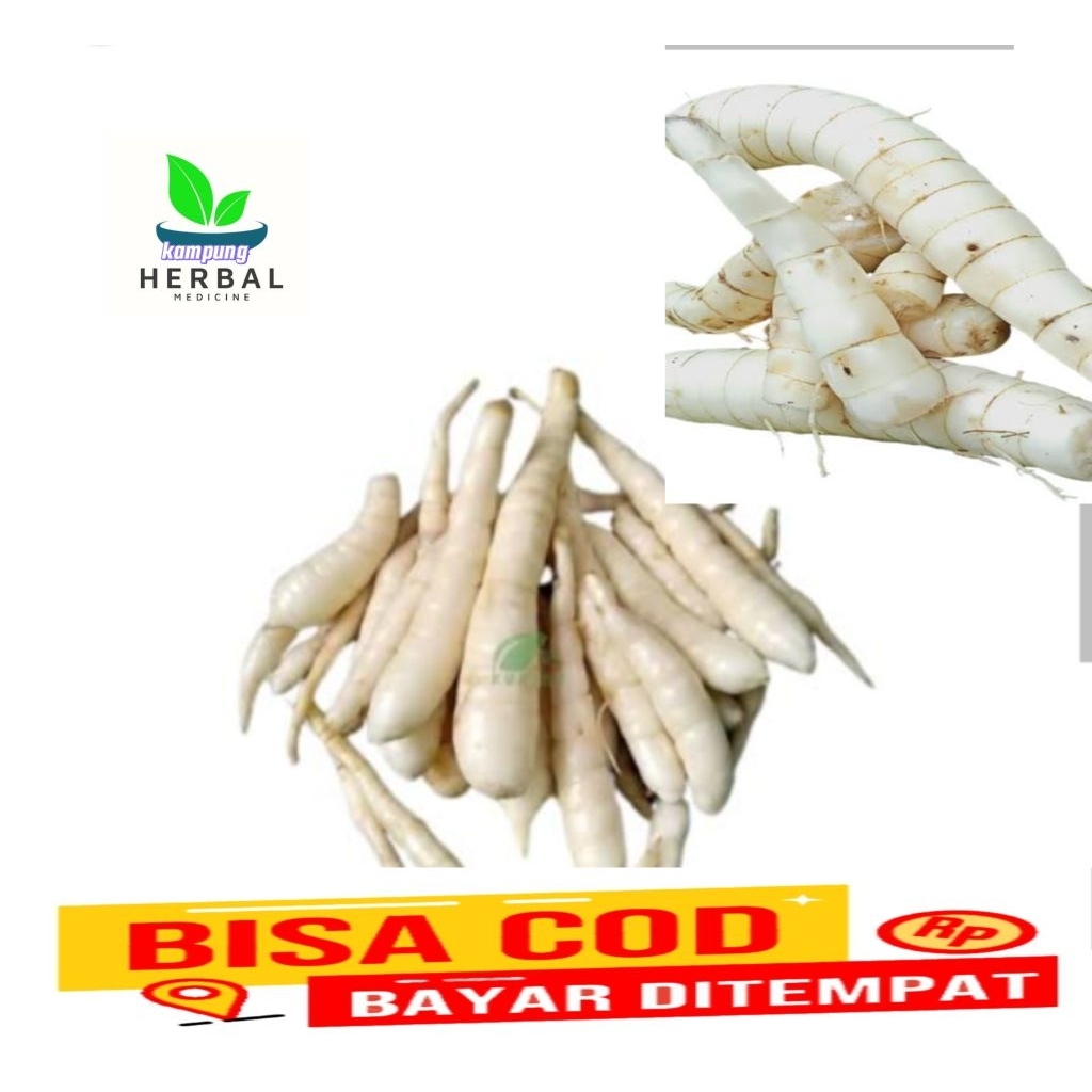 

umbi Garut segar 500grm