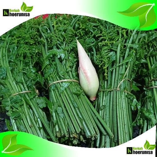 

1 kg Paket Sayuran Segar Pakis dan bunga kecombrang