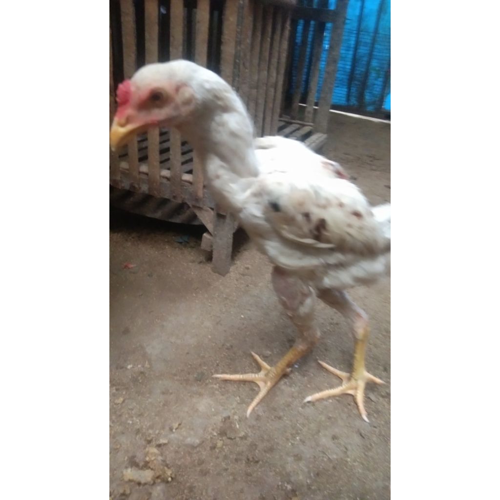 Pluckeer White Dragon Brakot Lock Plus viamin Ayam