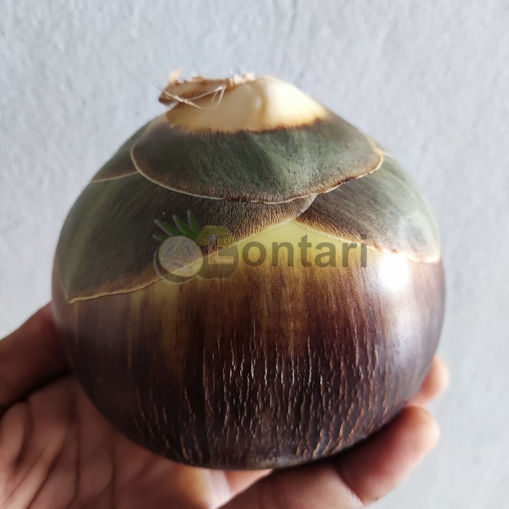 

Buah Lontar Siwalan Segar Lokal Tuban Sortiran Terbaik (1 butir isi 3 biji )