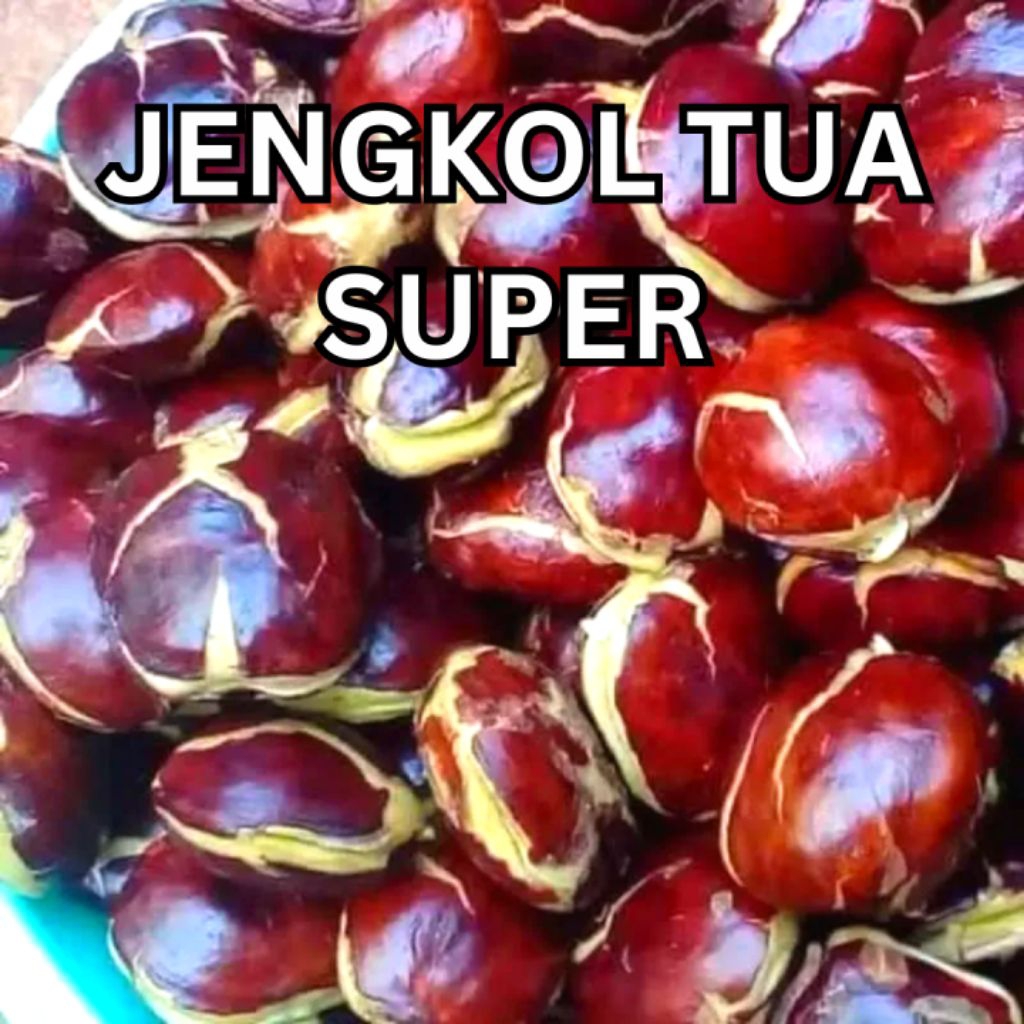 

Jengkol spi tua bagus 1 kg sortir murah