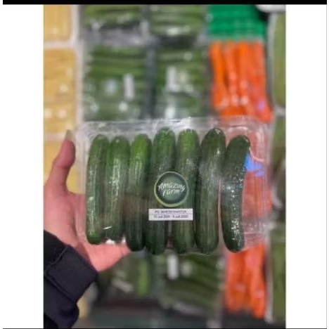 

mini cucumber hidroponic/ timun mini /pack