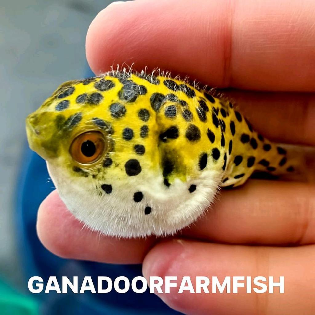 PENGHUNI AQUARIUM IKAN BUNTAL AIR TAWAR / BUNTAL HIJAU TOTOL / GREENSPOT