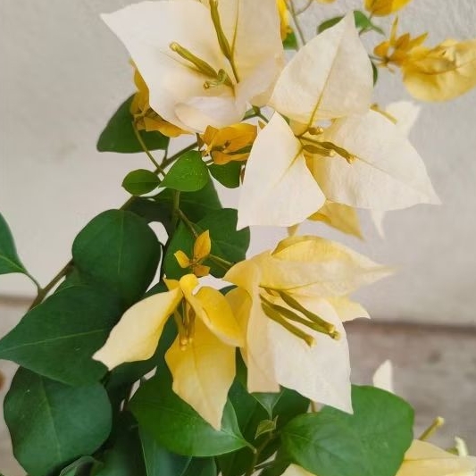 Bougenville Ekor musang kuning