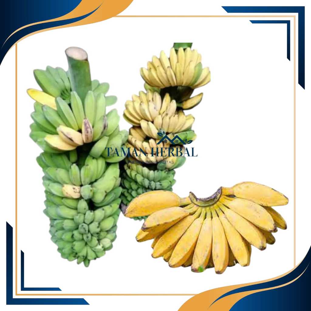 TERMURAH JUAL BIBIT BONGOL PISANG KEPOK TANJUNG -BENIH BNGOL PISANG KEPOK TANPA JANTUNG