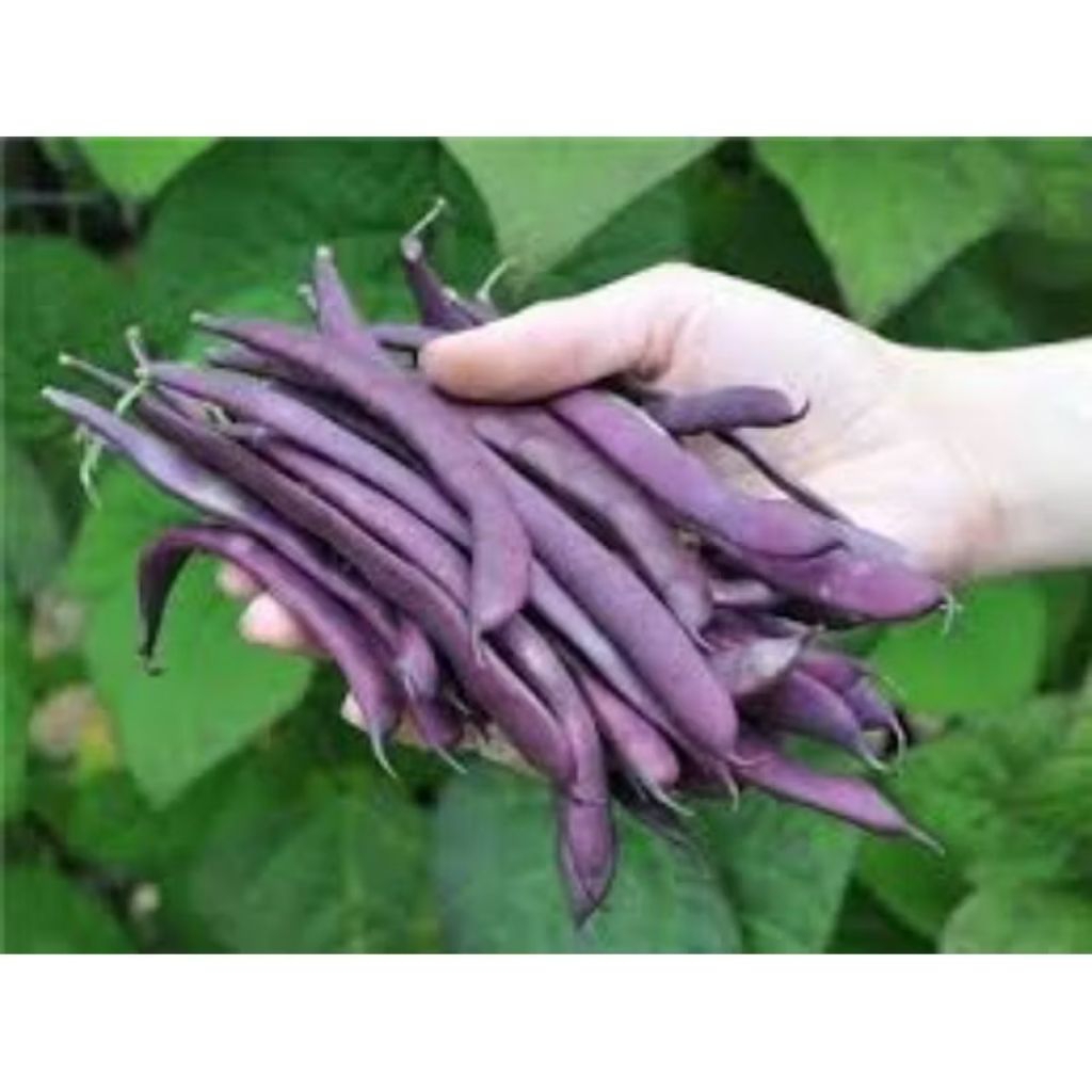 Biji benih buncis ungu