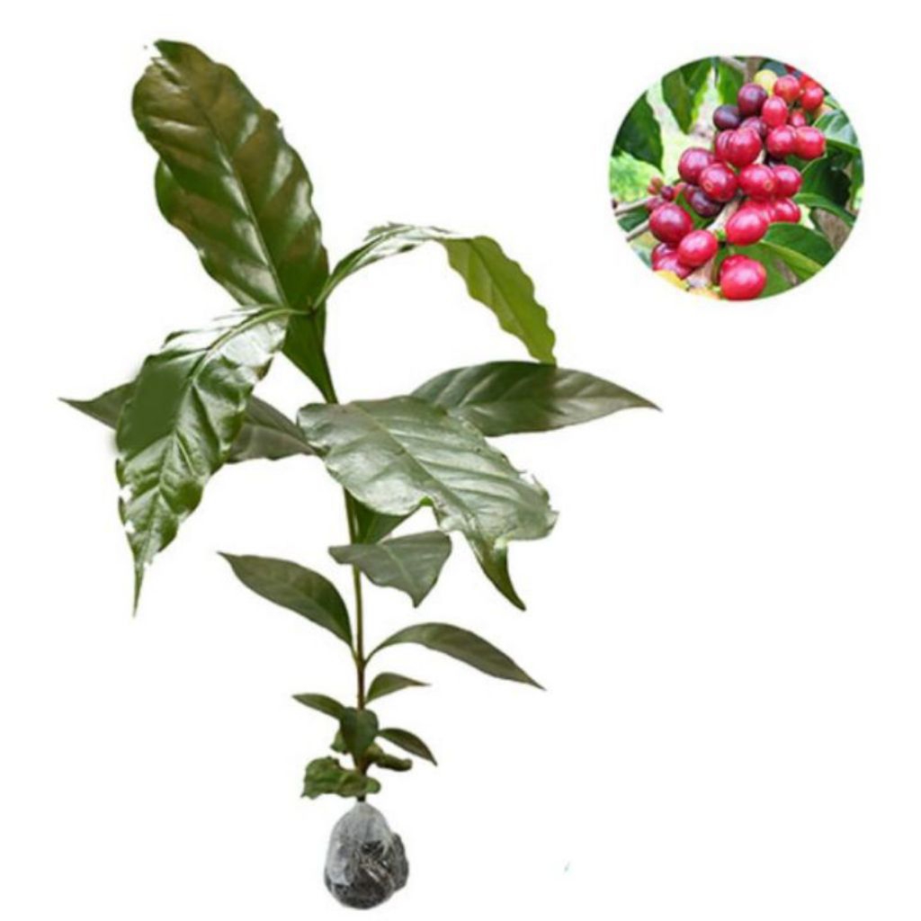 Bibit kopi arabika unggul siap tanam