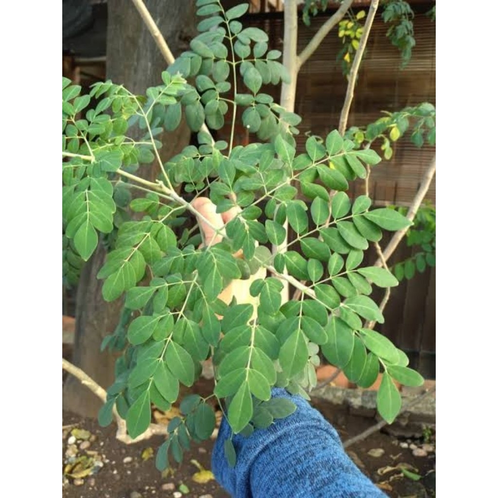 

daun kelor fresh 100g Rp 13.000