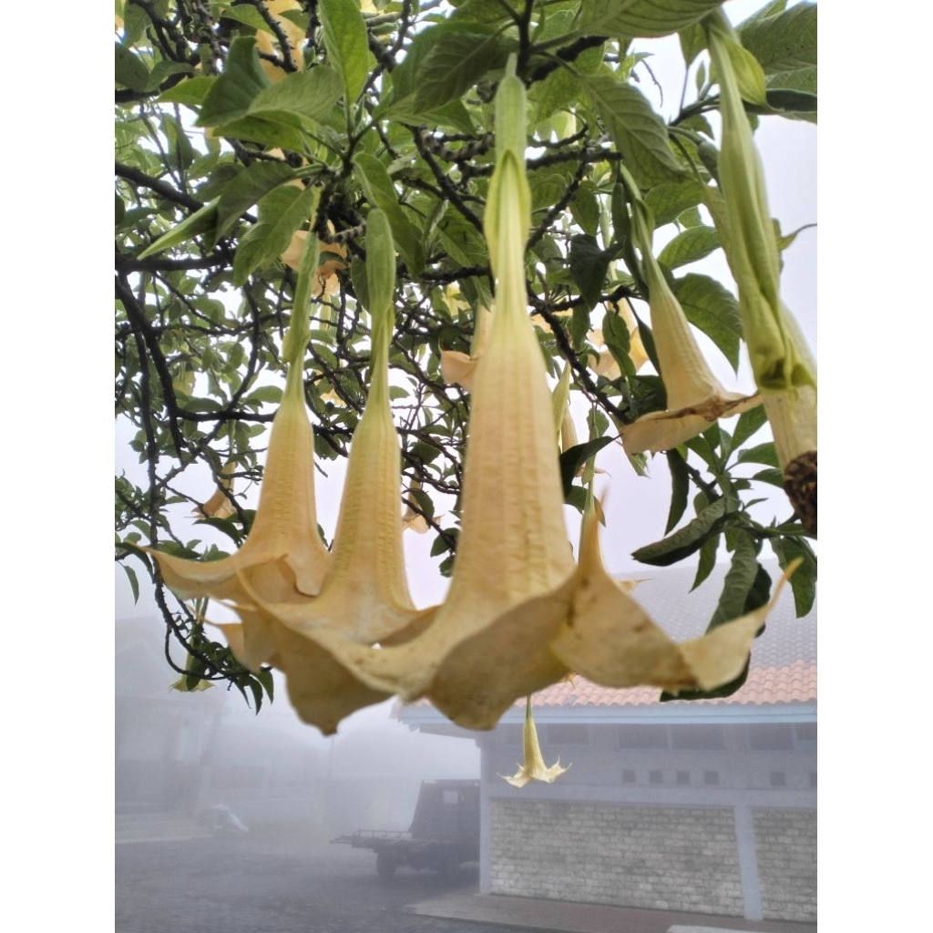 Bibit bunga terompet kuning