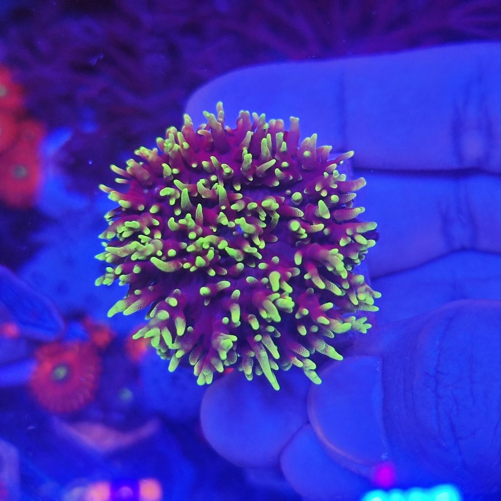 

green leather mushroom jamur bulu leather hijau metalik aquarium laut