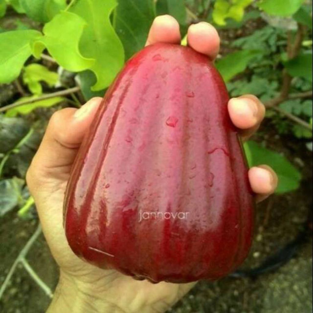 BIBIT JAMBU AIR DALHARI MERAH SIAP BERBUAH