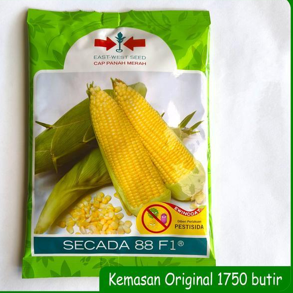 

PROMO TERBATAS !!! Benih Jagung Manis SECADA 88 F1 Isi 1750 Butir ORIGINAL ASLI KEMASAN PABRIK