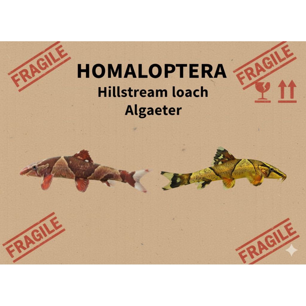 pembersih homaloptera / hillstream loach
