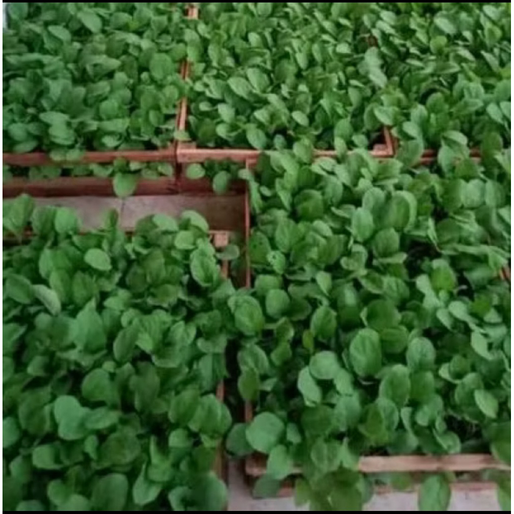 

terong semai/siap tanam