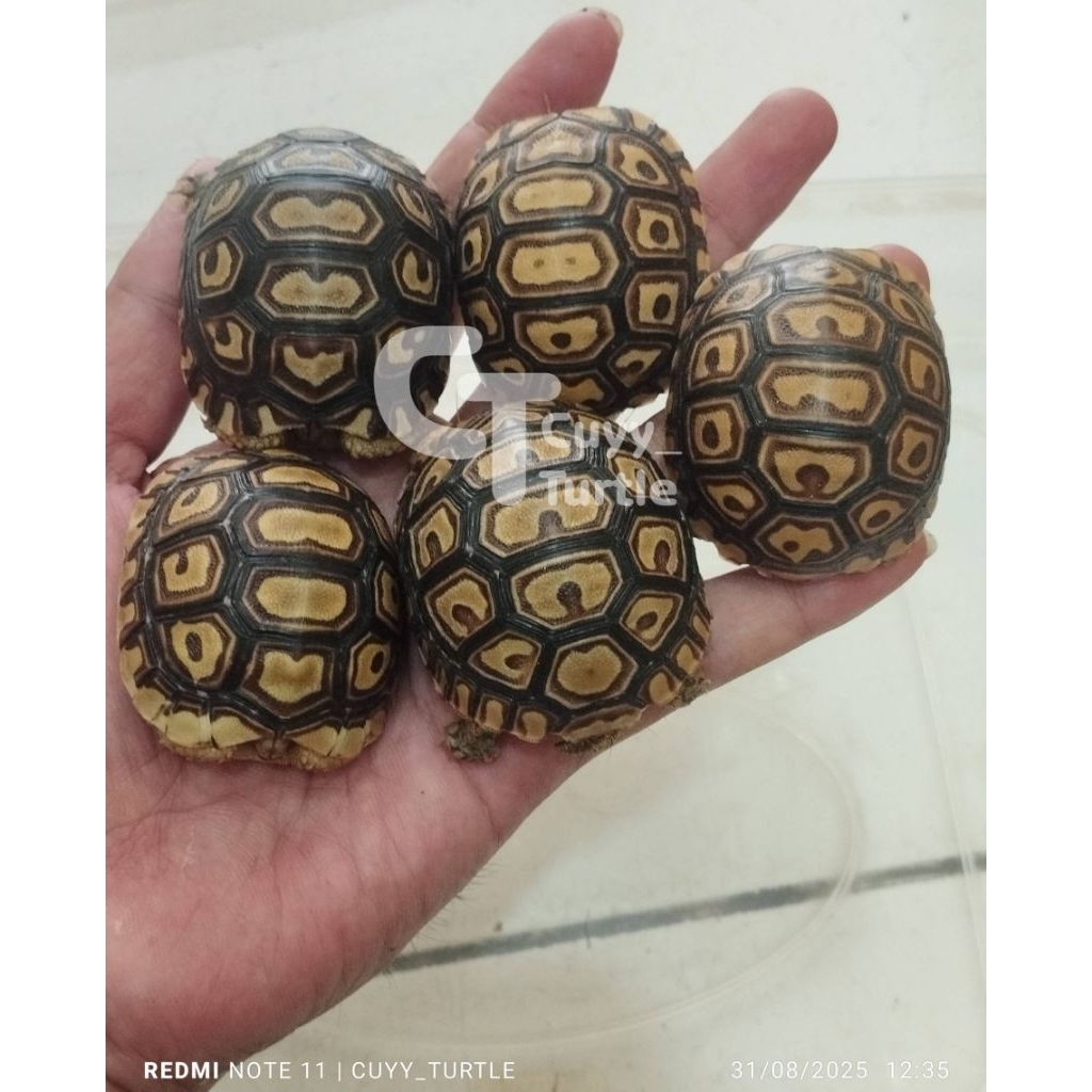 Pardalis Biasa | Calon Snow | Bakat Snow