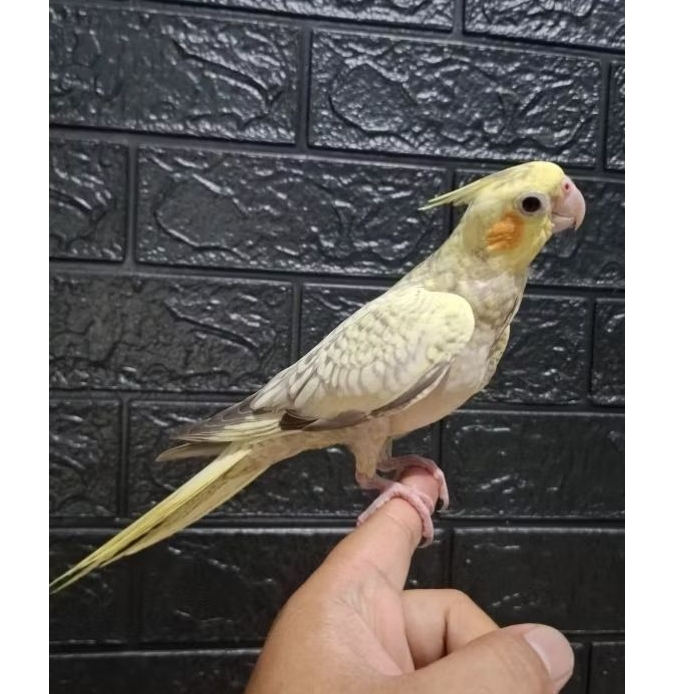 Falk jinak skill Parkit australi jinak