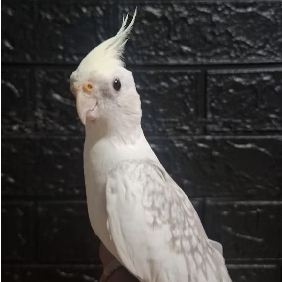 Falk Jantan Siul Jinak