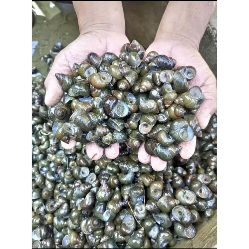 

Tutut sawah asli segar termurah kemasan 500grm