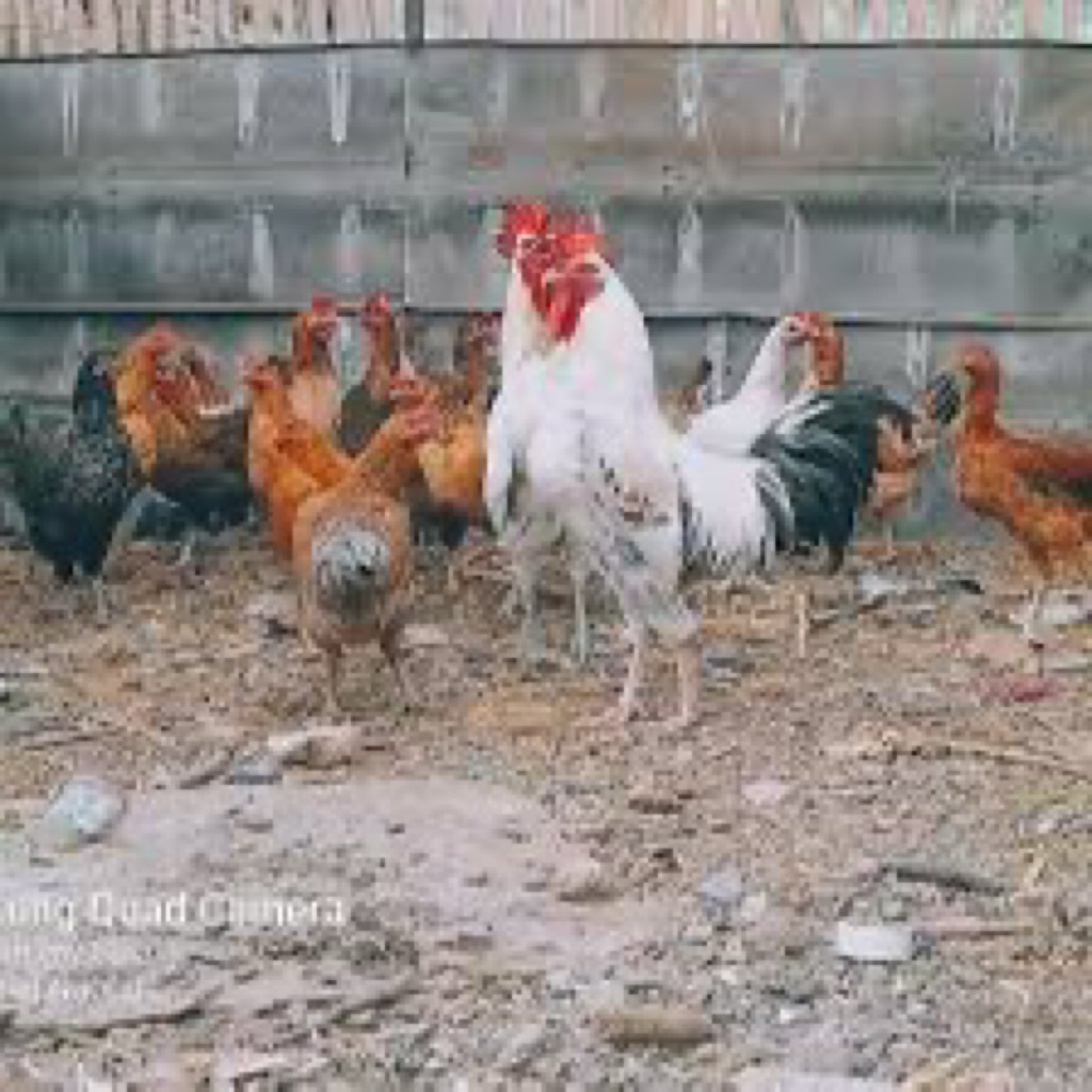 

TELUR FERTIL AYAM AKY UNTUK DITETASKAN