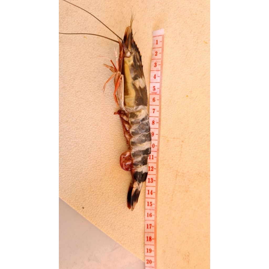 

Udang Pancet/Udang Windu/Tiger Prawn 500gr