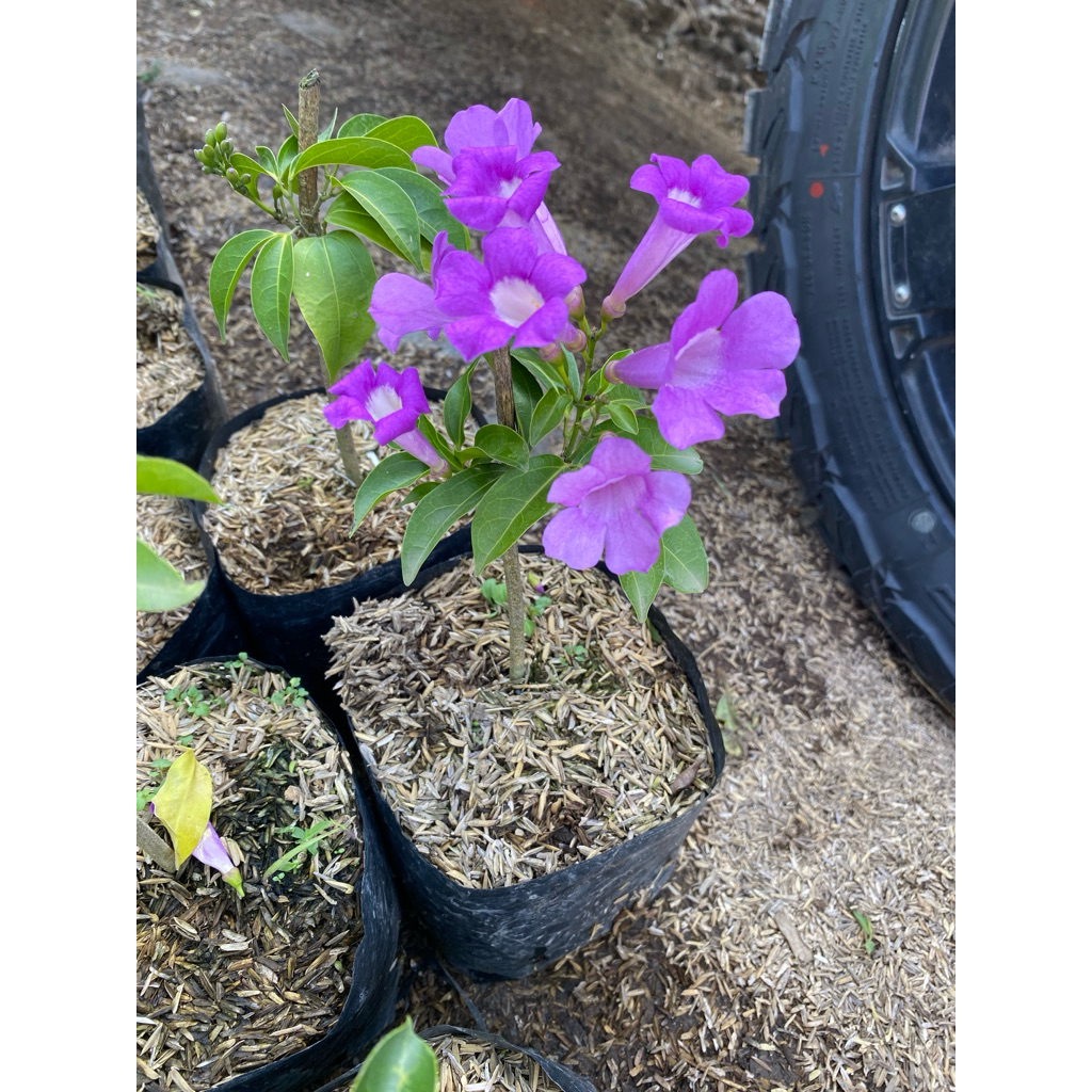 Tanaman bunga stefanut ungu merambat - bunga pergola