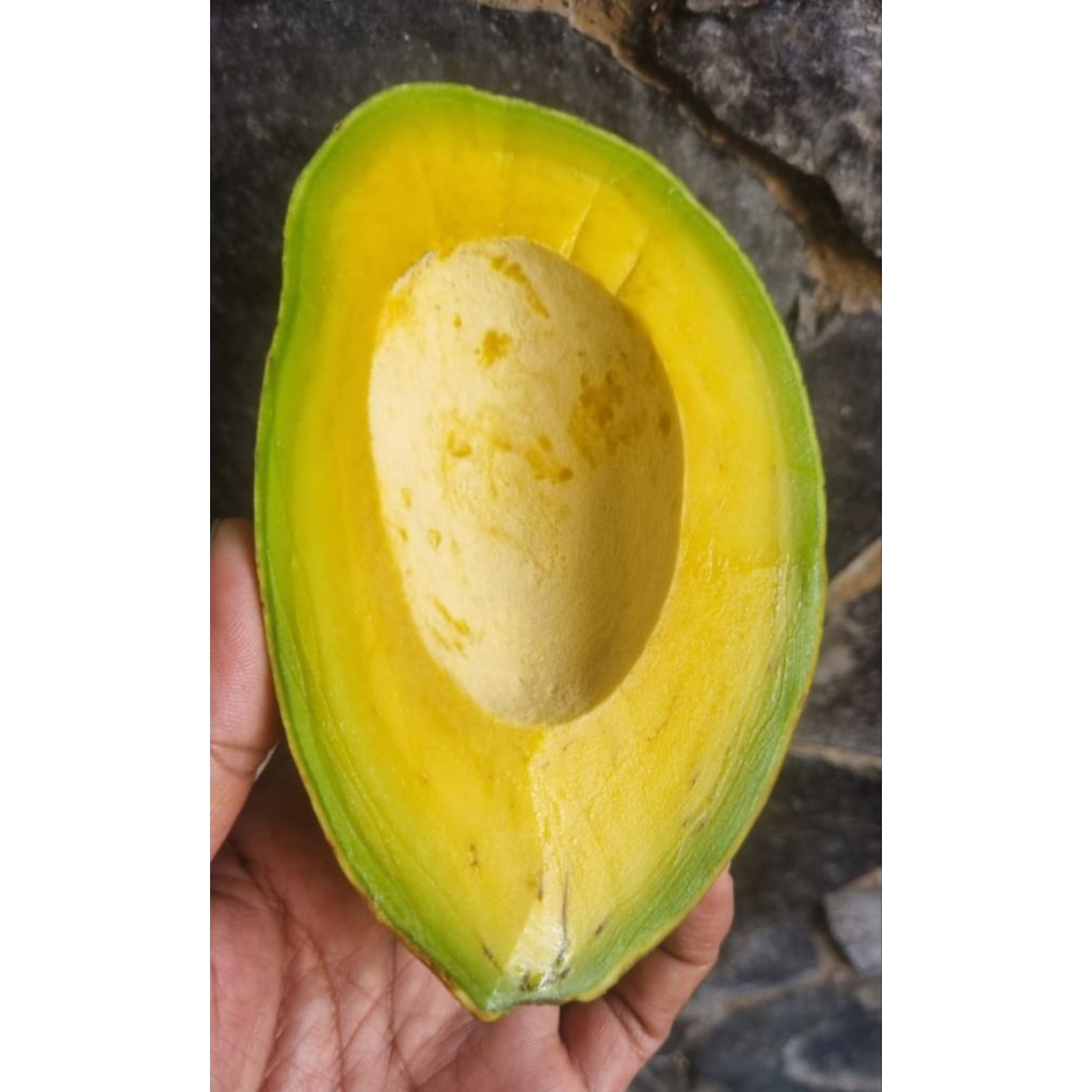 

Alpukat Mudah berbuah