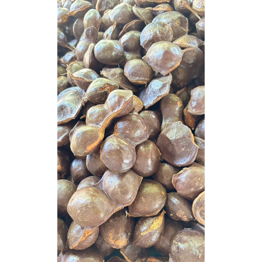 

jengkol muda Belum kupas 1kg