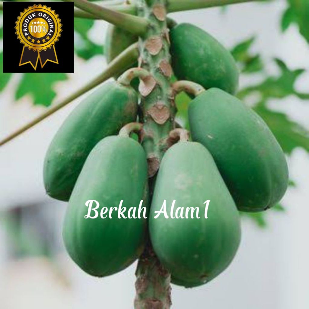 

1kg Buah pepaya segar di petik dadakan dari pohonnya