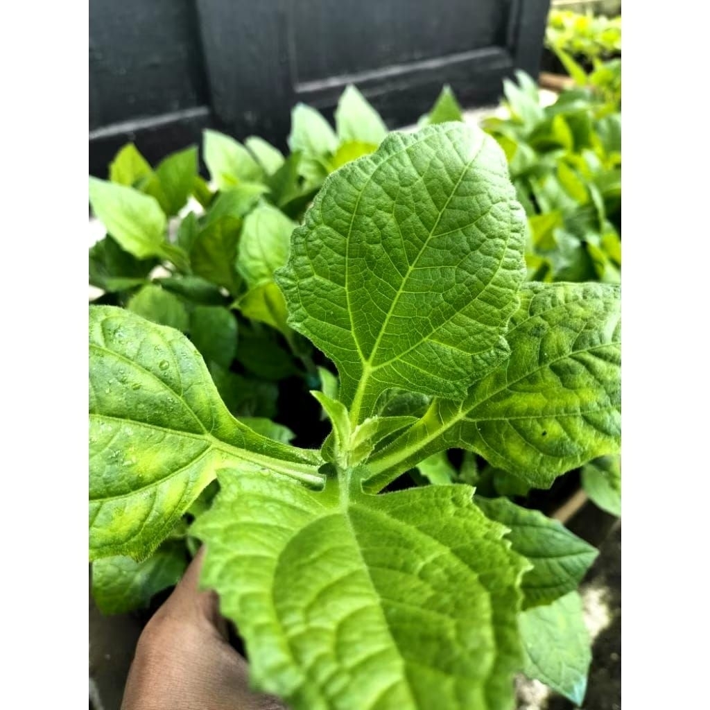 bibit umbi yakon asli insulin