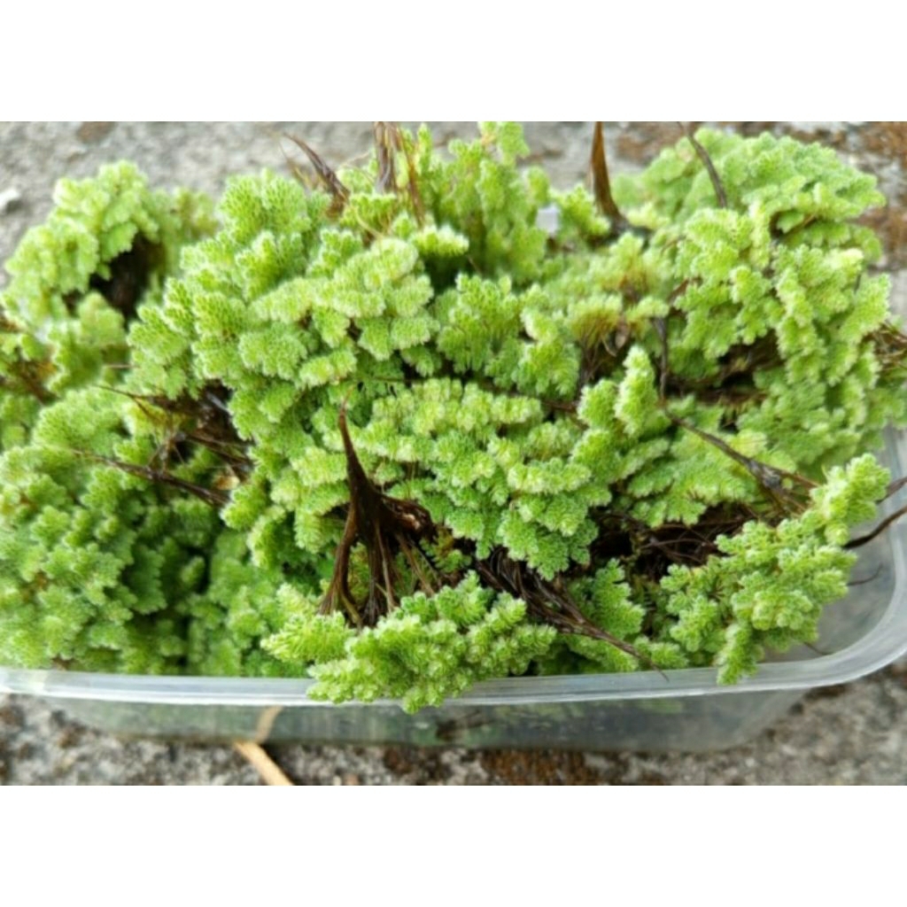 azolla microphylla