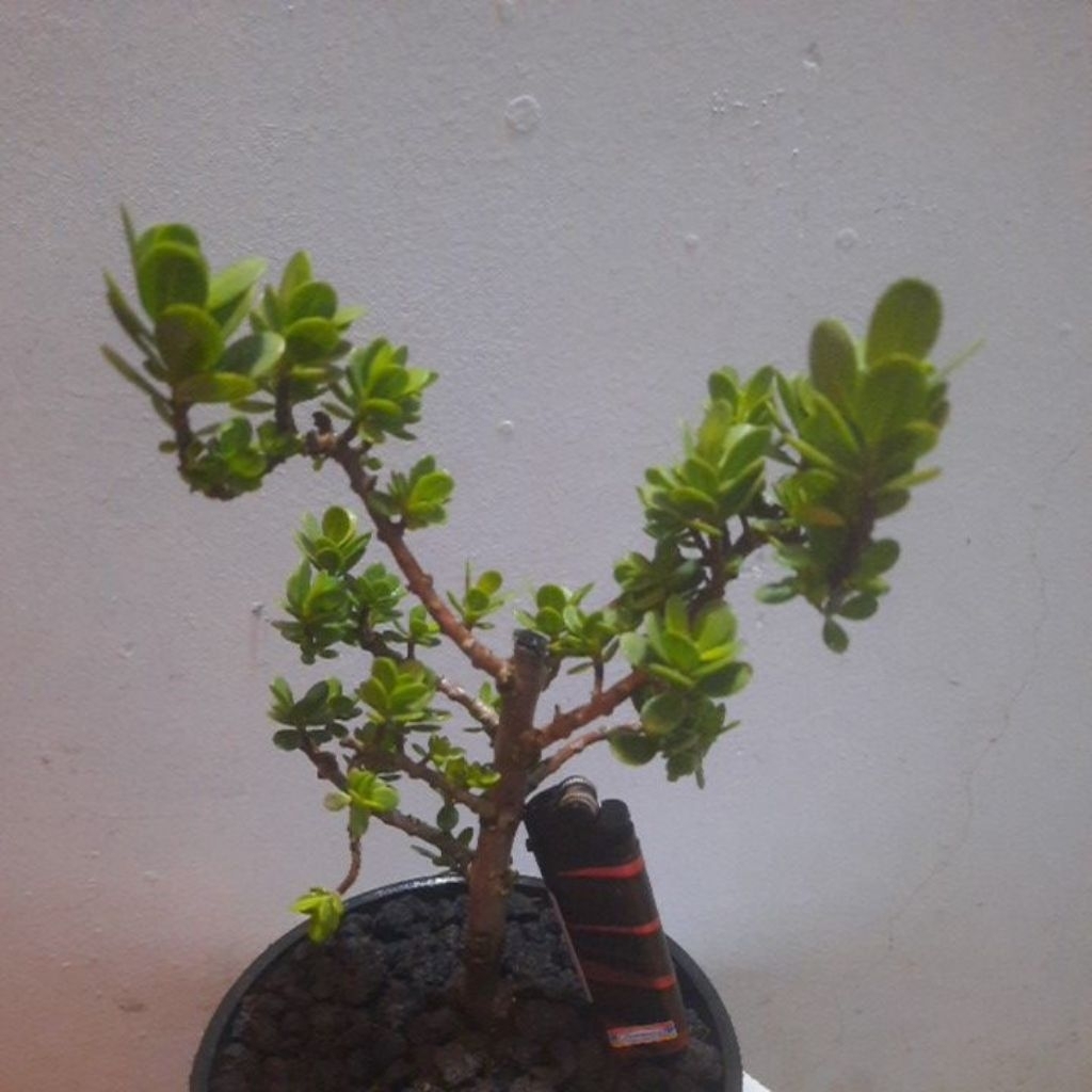 santigi mawar daun bulat kirim dengan pot.