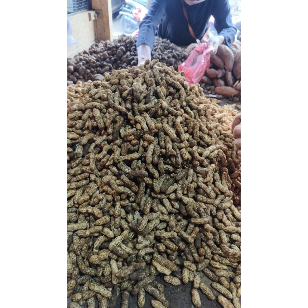 

kacang mentah 1kg-kacang-tanah-mentah