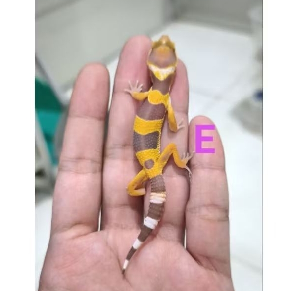 Mainan Baby Gecko Leopard Asli - Sunspot Series