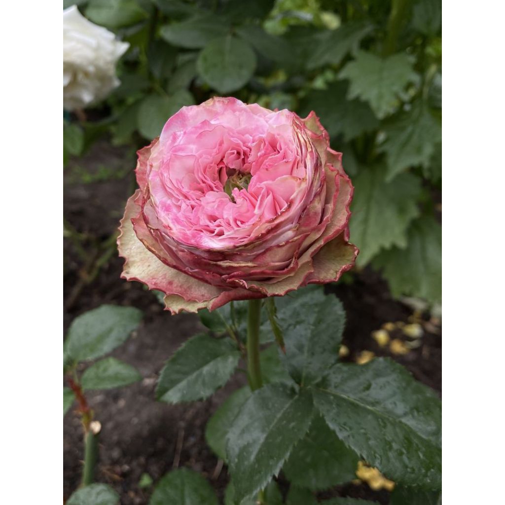 Mawar import charming piano