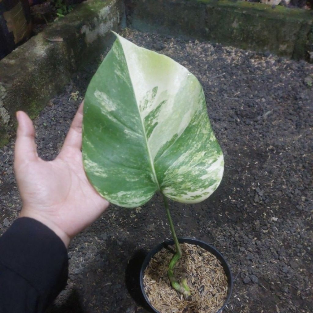 MONSTERA MARMOERATA VARIGATA 1 DAUN