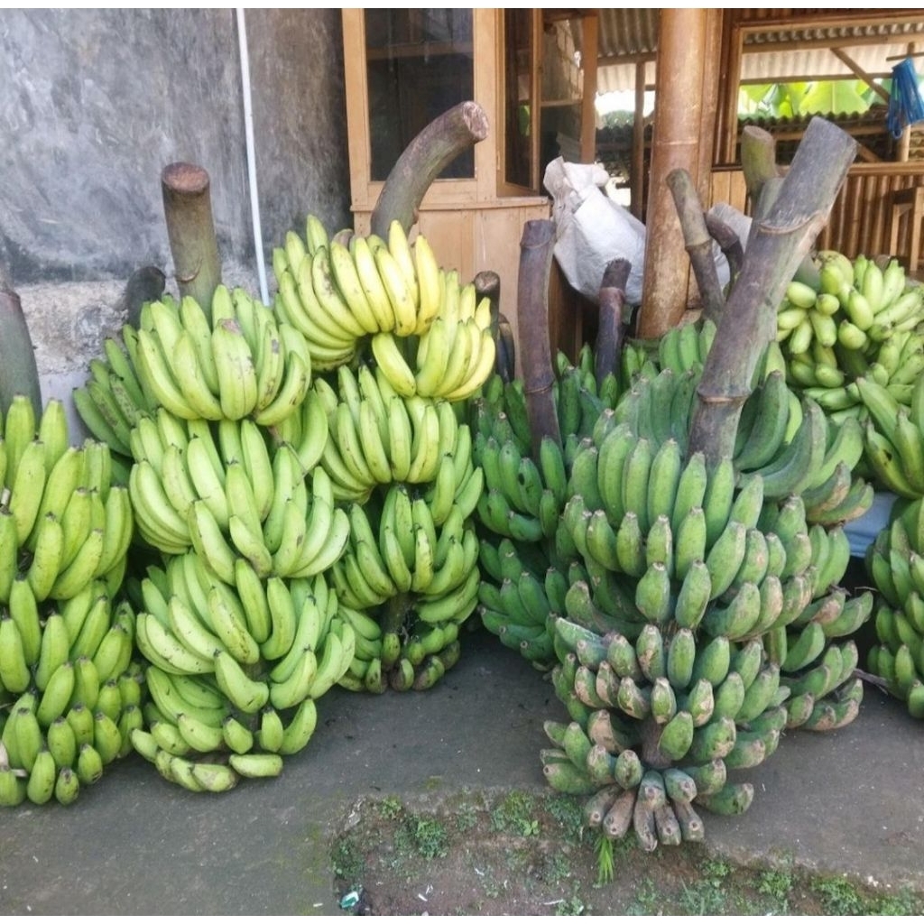 

Pisang Ambon manis enak perkg