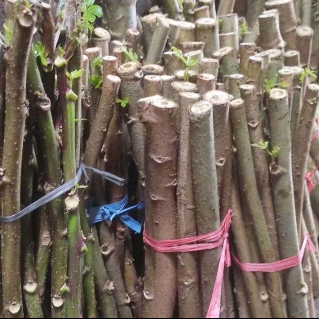 

15 batang benih singkong papua / telo telo Caya Caya 100% Tumbuh
