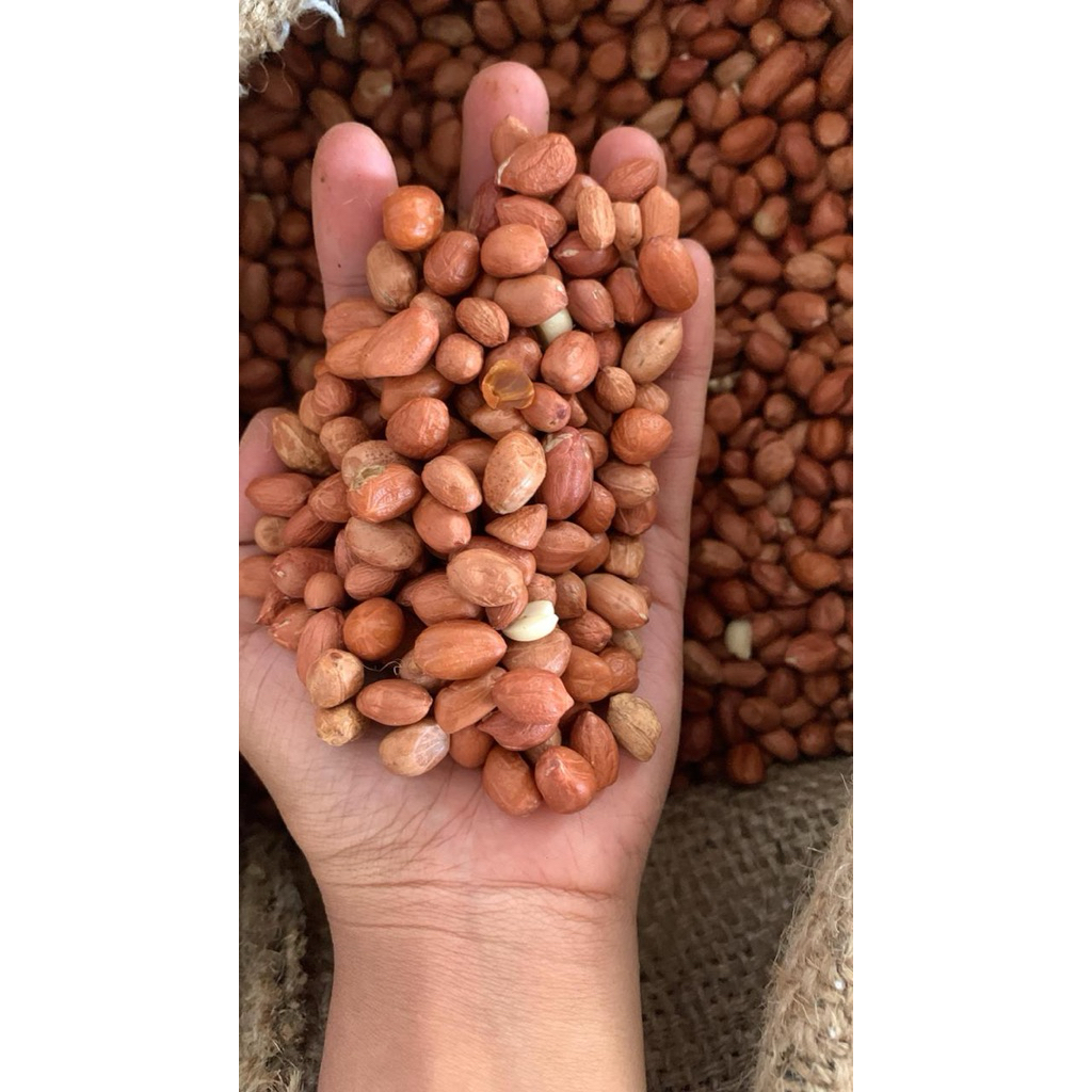

KACANG TANAH MENTAH MURAH
