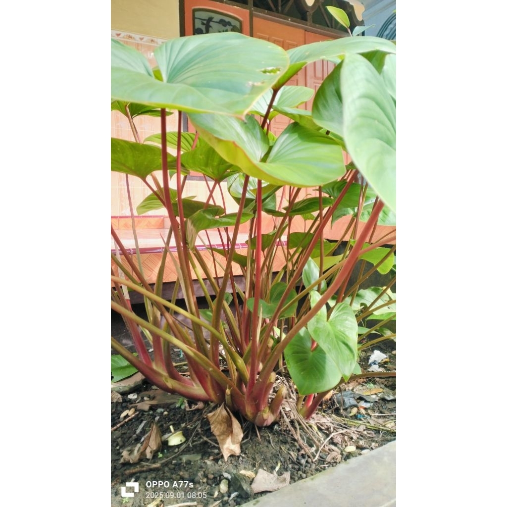 bibit lumbu mrerah tanaman hias