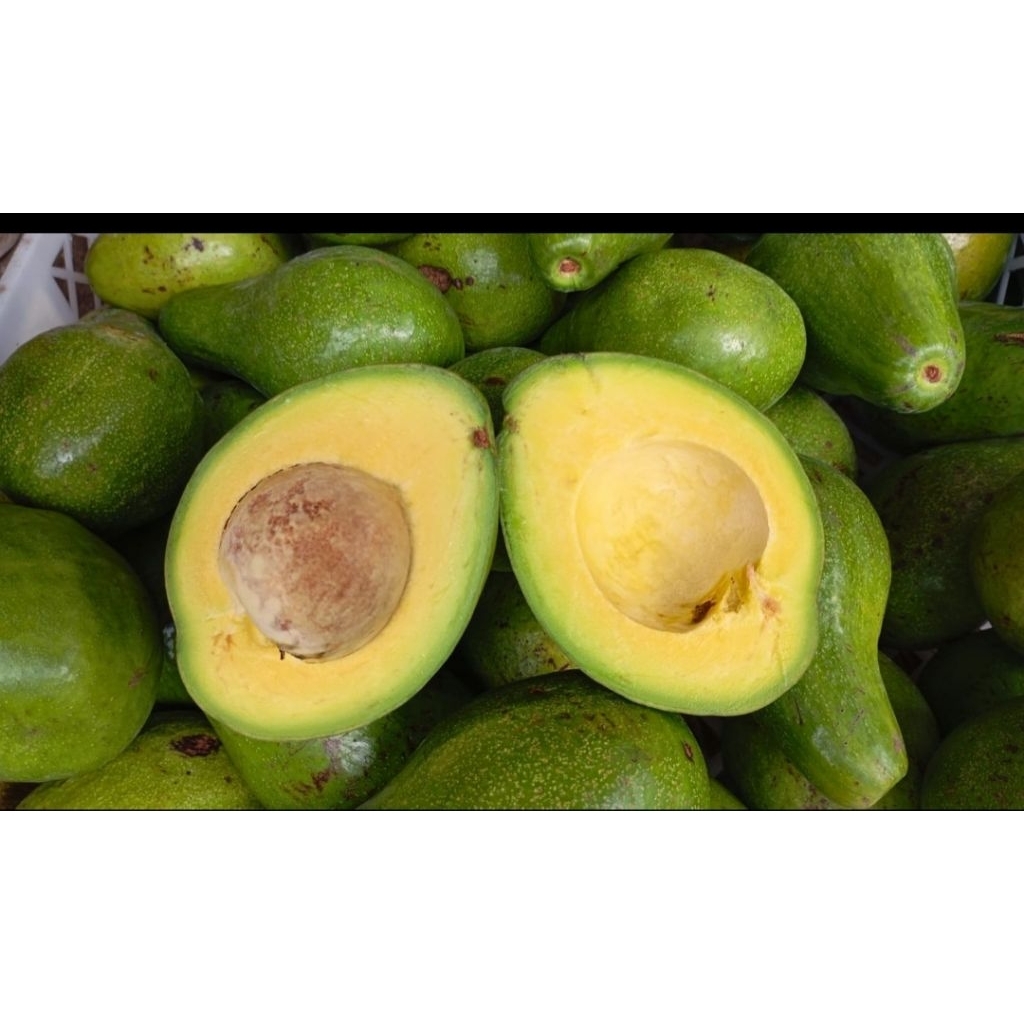 ALPUKAT MENTEGA PADANG PAYAKUMBUH