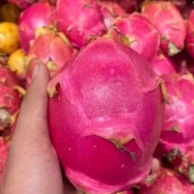 

Buah naga putih super fresh dragon white super 1kg