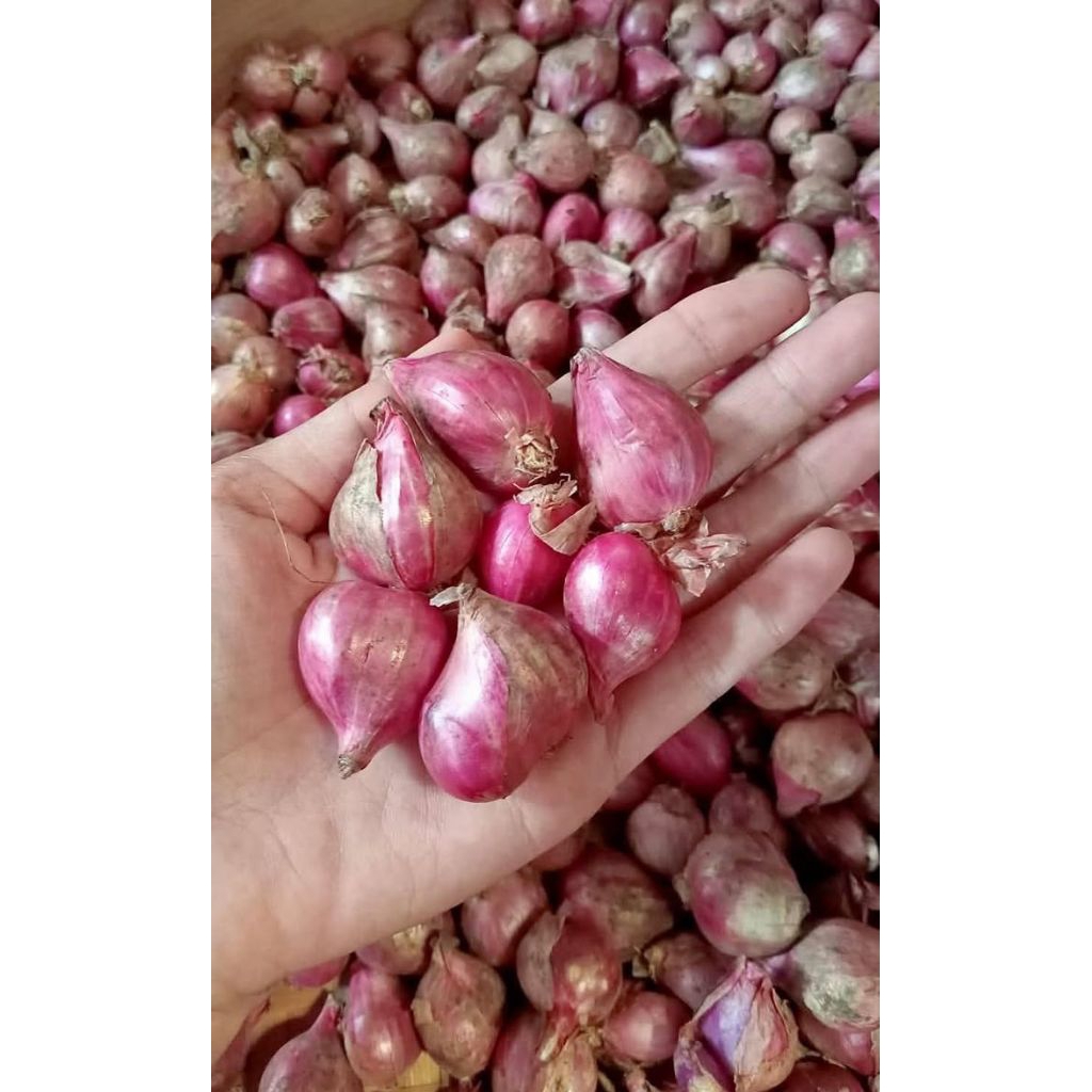 

Bawang merah lokal SEDANG