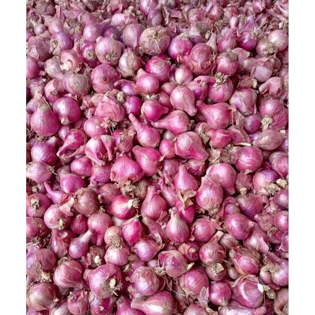 

Bawang merah lokal KECIL/GERUSAN