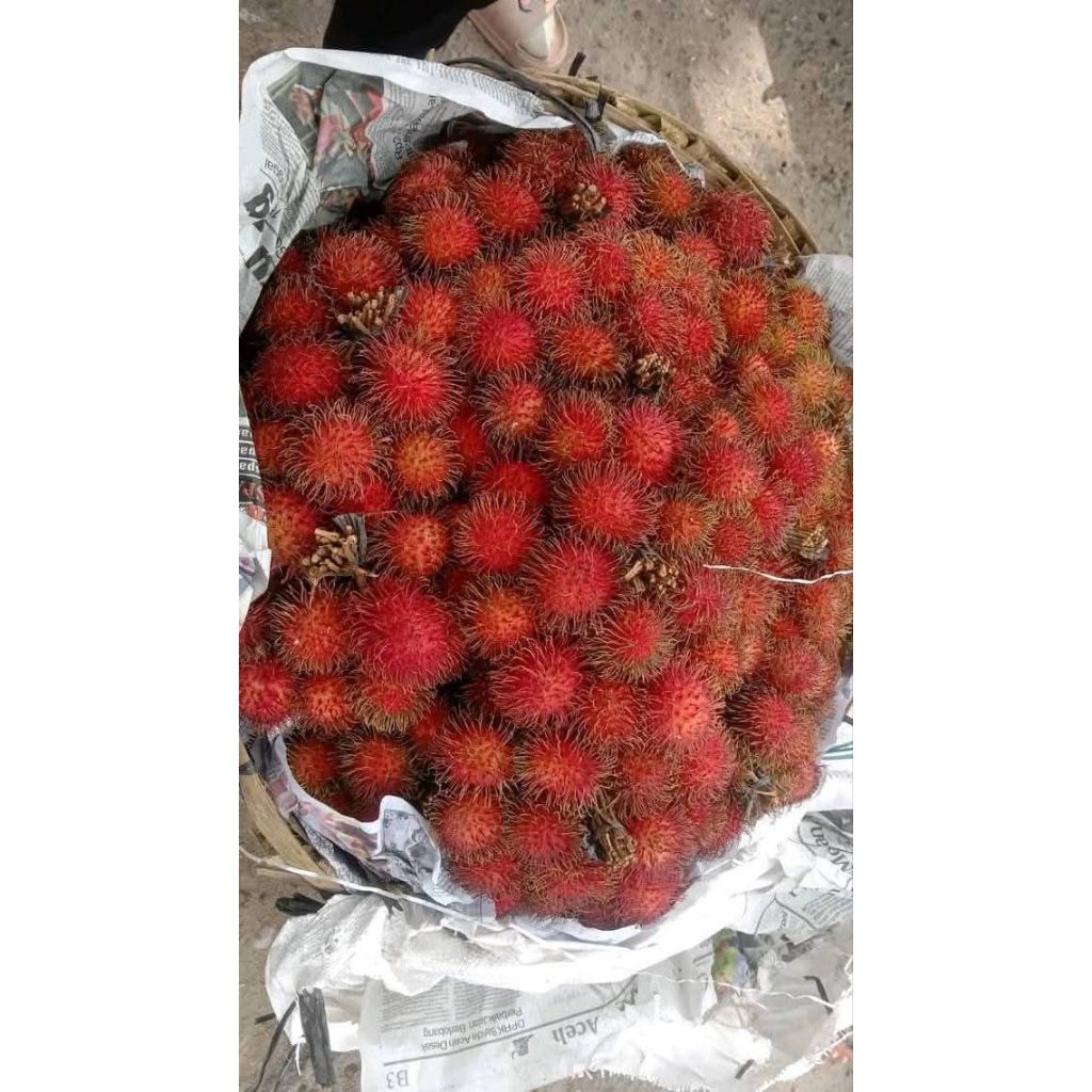 BIBIT RAMBUTAN BINJAI CEPAT BERBUAH, HASIL STEK.