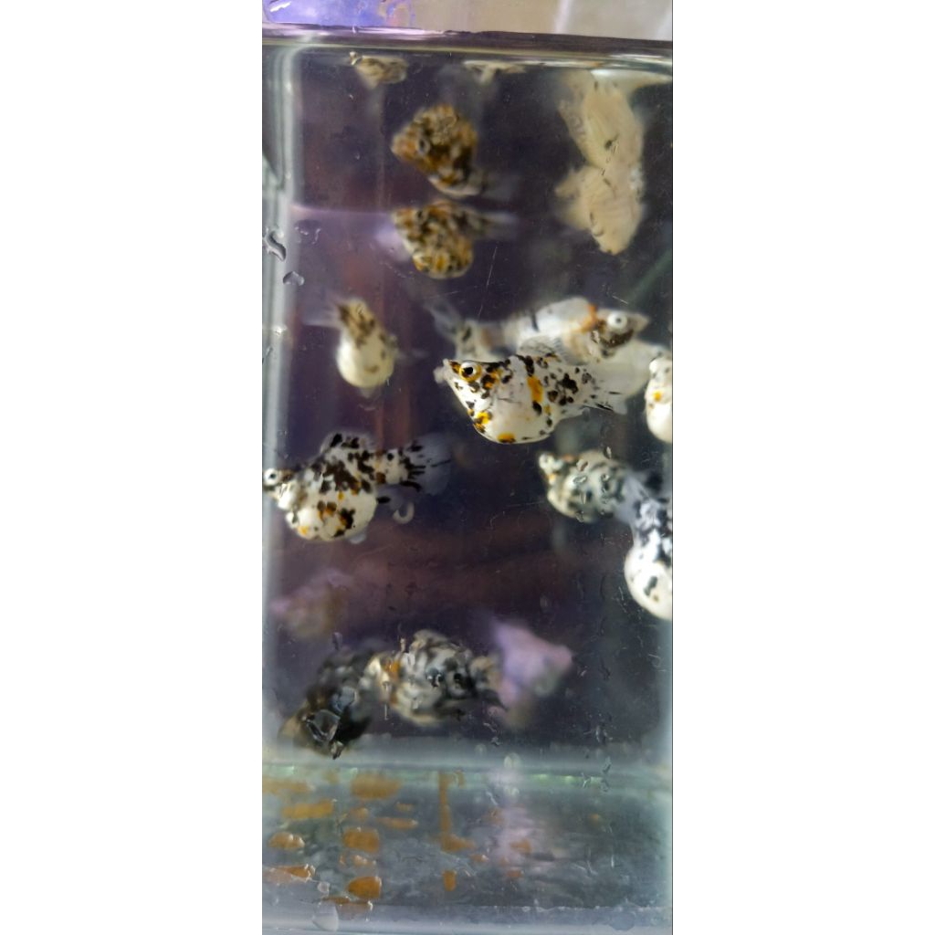 Gambar molly balon marble