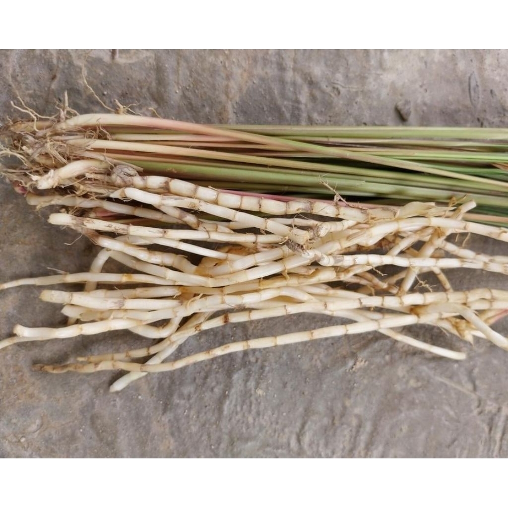 

AKAR ALANG ALANG PER KILO